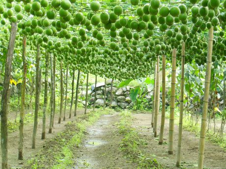 The Fruit That Hid From You for 800 Years in China